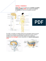 Sistema Nervioso Central y Periferico Neuro