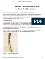Asparagus Diseases - Purple Spot (Stemphylium)