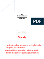 Glands and Organ Associated