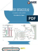 Aula 05 - Tráfego Intracelular 2024-1