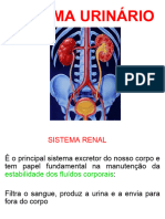 Aula 8 (Sistema Urinário)