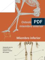 Osteologia Apendicular Inferior Anatomia UNLP