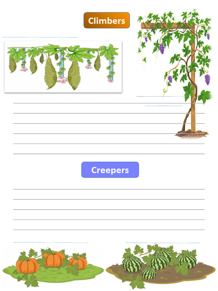 Climber & Creeper PDF