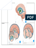 Mini Atlas Virtual - Neuroanatomofisiologia-51