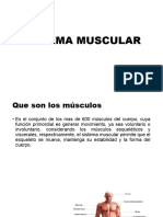 Sistema Muscular