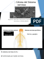 Clase 2 CÃ©lulas Del Sistema Nervioso