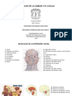 Musculos de La Cabeza y El Cuello Jorlady