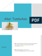 Akar Tanaman