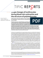 Shape Changes of Erythrocytes During Blood Clot Contraction and The Structure of Polyhedrocytes