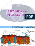 Membrana plasmatica1EM