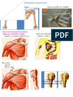 Resumo Músculos - AS