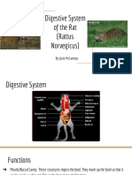 Rat Digestive System - 1010-000000E665C3E844