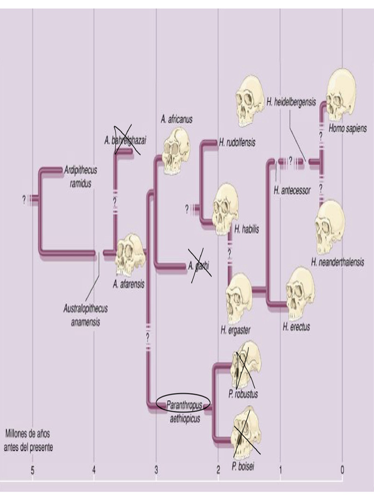 Línea Evolutiva | PDF
