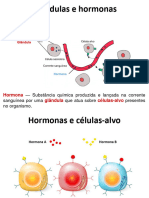 Sistema Hormonal