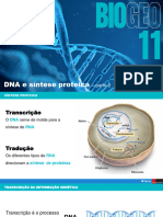 15.2 Síntese Proteica e Mutações