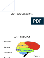 Corteza Cerebral