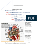 Sistema Circulatorio Humano