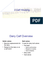 Welfare of Veal Calves and Cattle Tail Docking