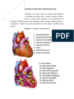TBL 4 - Anatomia e Fisiologia Cardiovascular