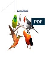 Aves Del Perú