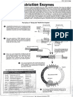 Restriction Enzymes