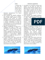 Amistosos y juguetones - texto descriptivo de los delfines