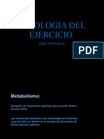 Rutas Metabolicas