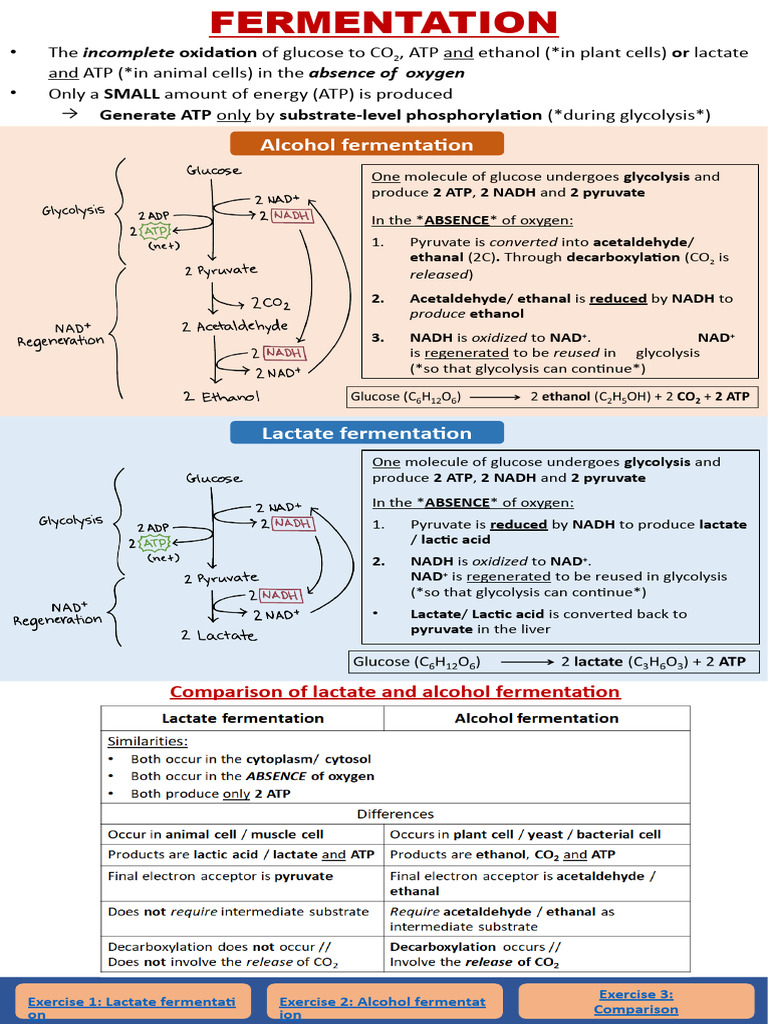 Fermentation Infographic | Download Free PDF | Lactic Acid | Fermentation