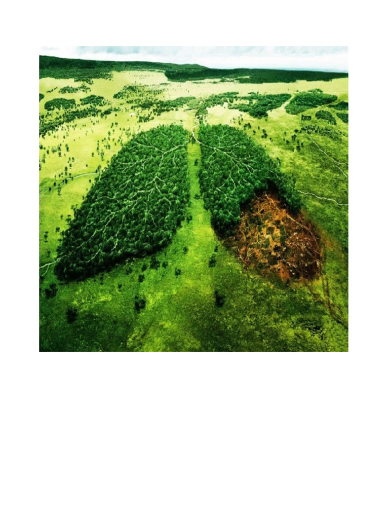 EL MEDIO AMBIENTE | PDF