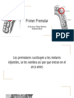 Primer Premolar 