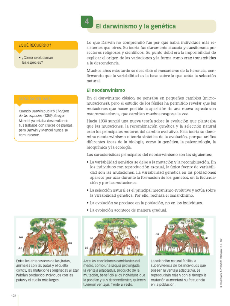 Neodarwinismo y Equilibrio Puntuado | PDF | Evolución | Seleccion natural