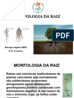 AULA Raiz Morfologia