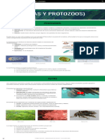 1º ESO - Biología y Geología - 3. Reino Protoctistas (Algas y Protozoos) )