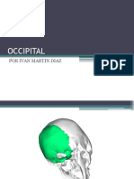 Occipital