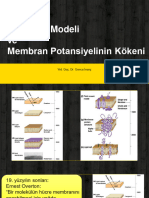 TF 2 MembranModeli MembranPotKokeni