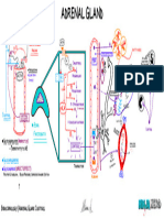 Adrenal Gland Cortisol Illustration Atf