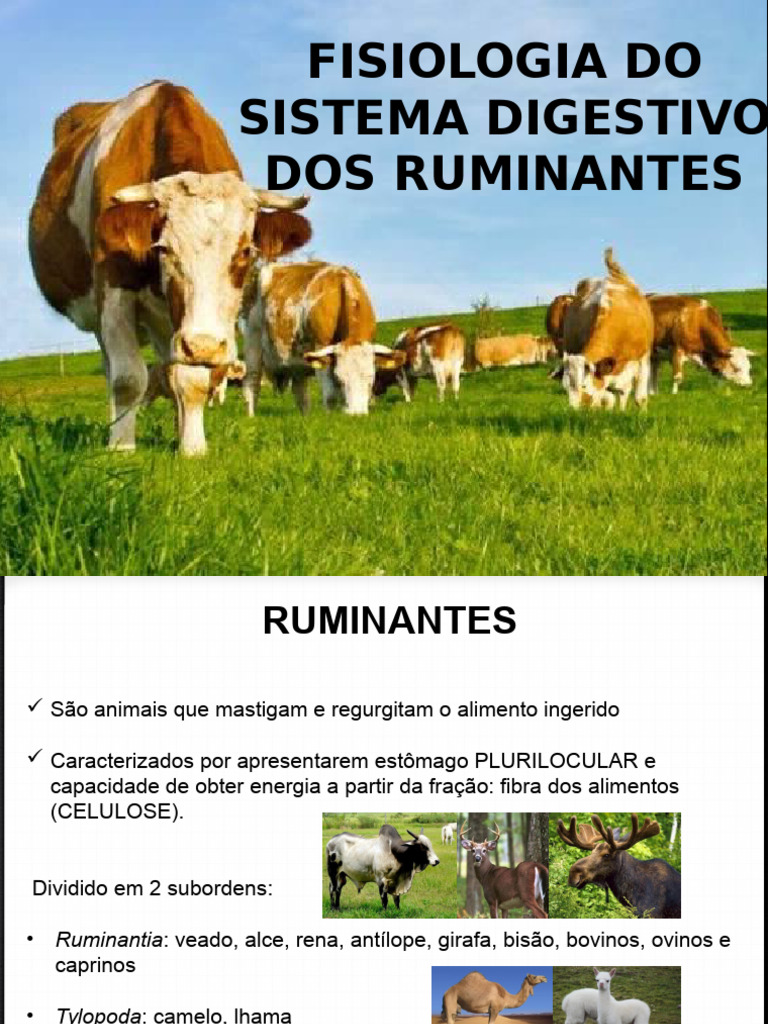 Fisiologia do Sistema Digestivo dos Ruminantes | PDF | Ruminante | Digestão