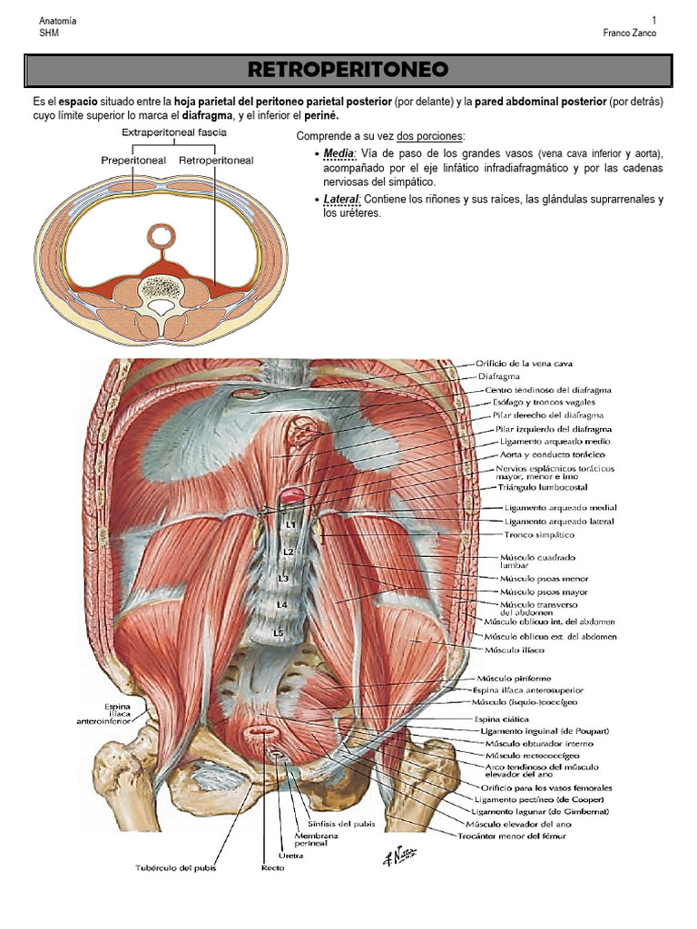 Anatomía - Retroperitoneo | PDF | Abdomen | Anatomía