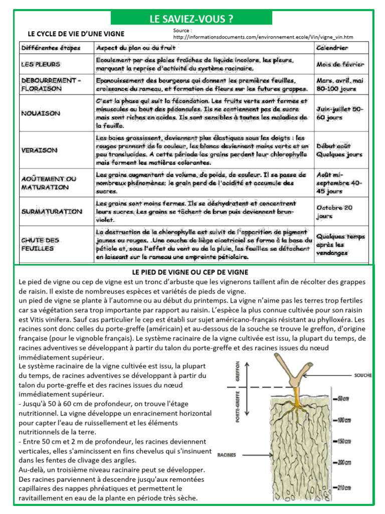 Système racinaire de la vigne expliquée | PDF