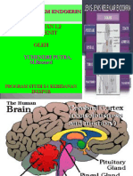 SISTEM ENDOKRINS Aja