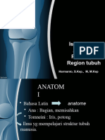 Istilah Anatomi
