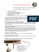 Informe de La Especialidad de Felinos