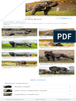 Mastiff - Google Search