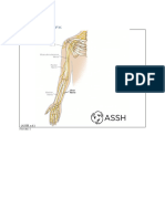 Anatomy of Ulnar Nerve