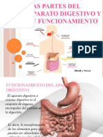 Aparato Digestivo