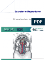 Sistema Excretor e Reprodutor