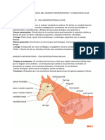 Tema 16 - Ap Respiratorio y Cardiovascular