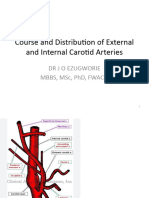 Course and Distribution of External and Internal Carotid