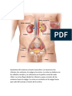 Anatomía del sistema urinario