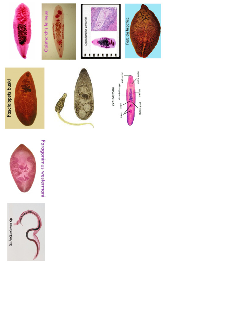 Gambar Trematoda Parasitologi | PDF